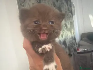 Mixed Breed cats British shorthair kittens - Advert 1