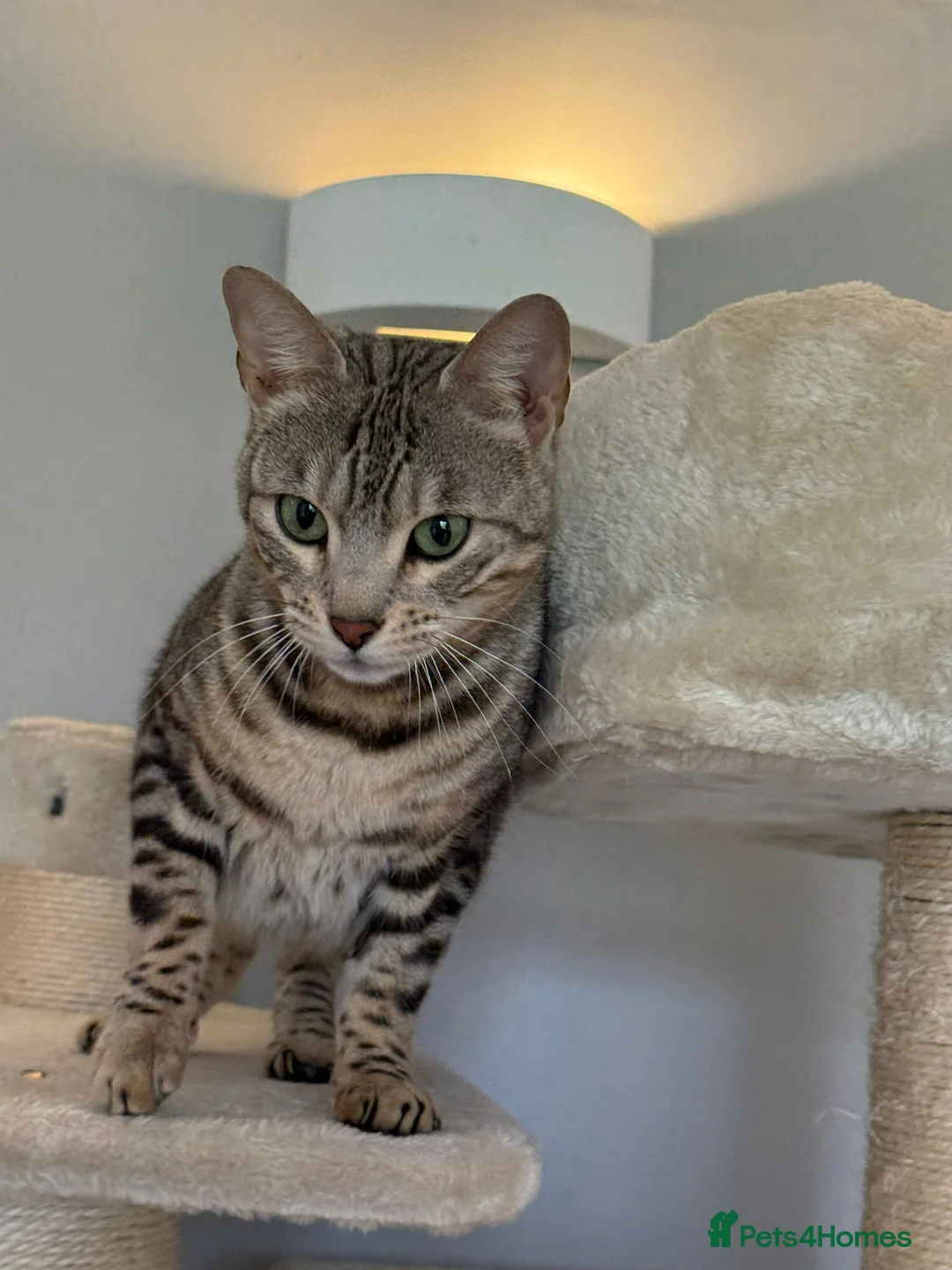 Bengal cats for sale: Female Silver Bengal Cat TICA Registered - Advert 2