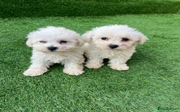 Poodle dogs for sale: Poodles pups for forever home - Image 15