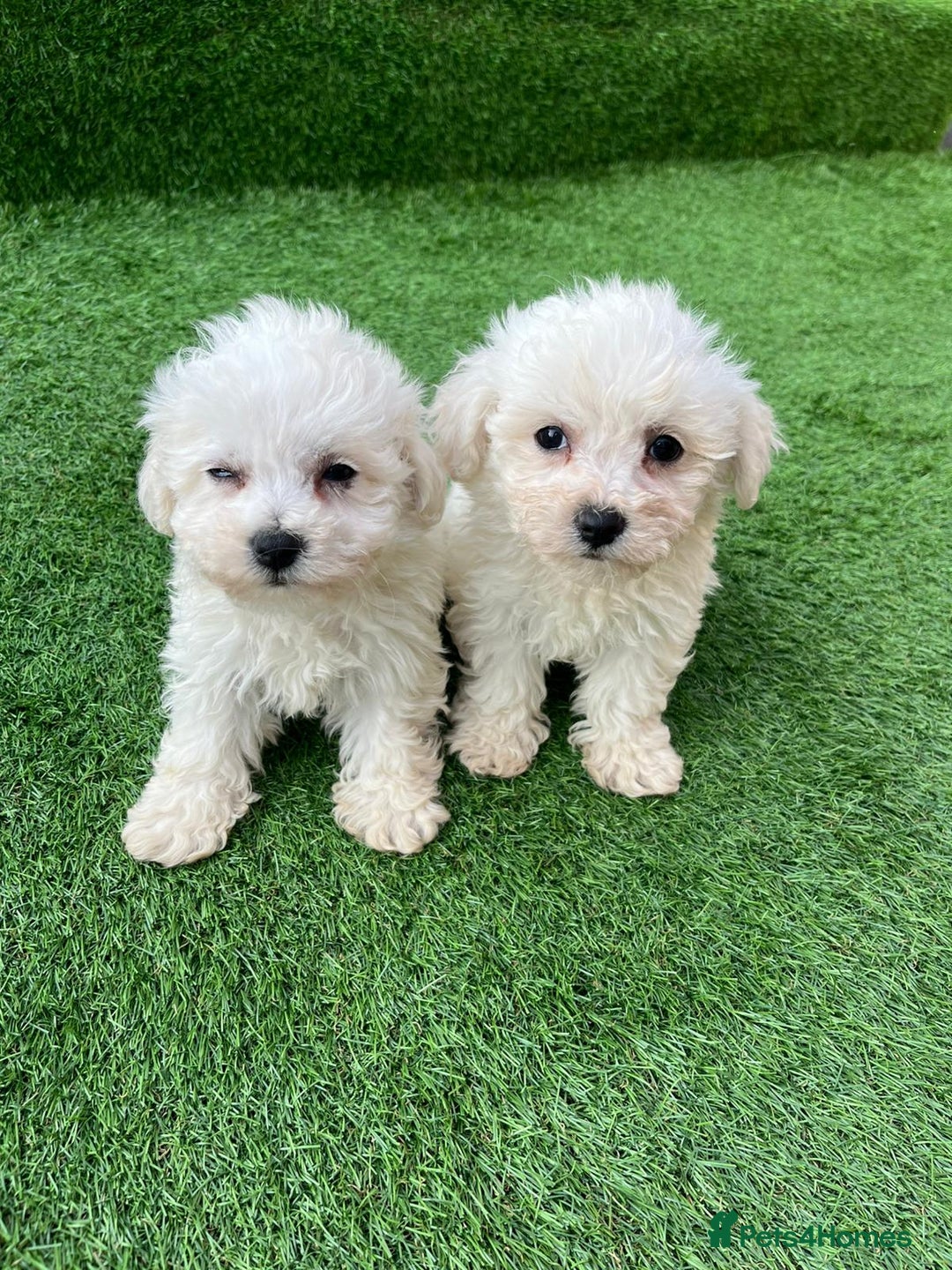 Poodle dogs for sale: Poodles pups for forever home - Image 15
