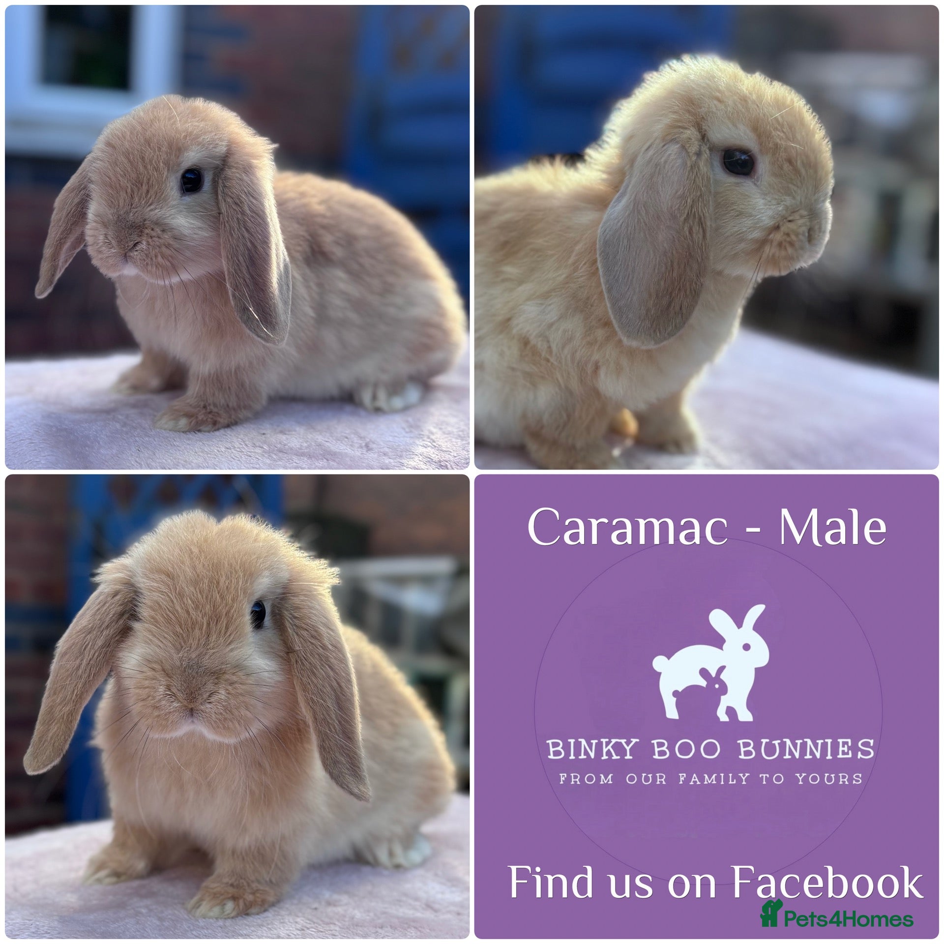 Mini Lop rabbits Perfect Mini Lop Baby Bunnies - Ready to leave  - Advert 1
