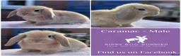 Mini Lop rabbits for sale: Perfect Mini Lop Baby Bunnies - Ready to leave  - Advert 1