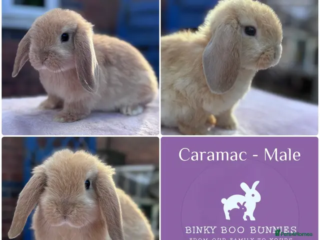 Mini Lop rabbits for sale: Perfect Mini Lop Baby Bunnies - NOW RESERVED - Advert 1