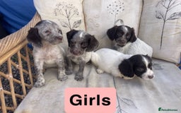 Cocker Spaniel dogs for sale: 7 beautiful cocker spaniel puppies  - Image 2