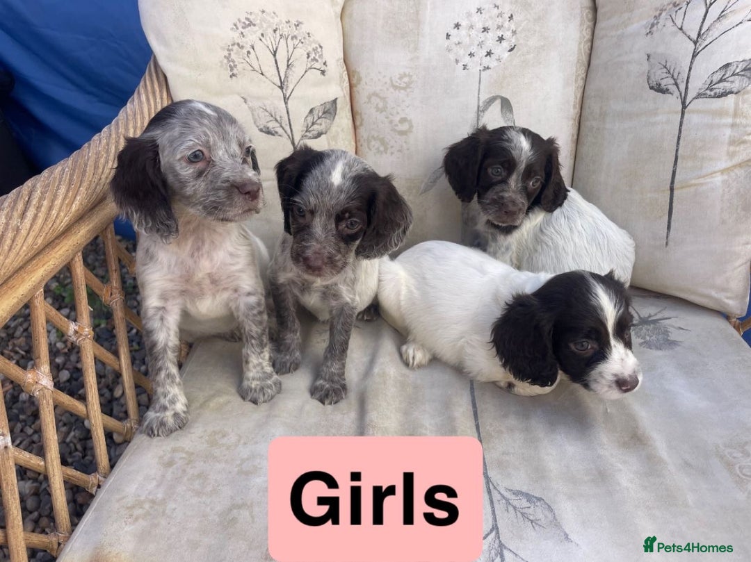 Cocker Spaniel dogs for sale: 7 beautiful cocker spaniel puppies  - Image 2