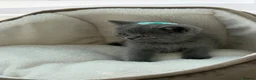 British Shorthair cats for sale: British shorthair kittens  - Advert 38