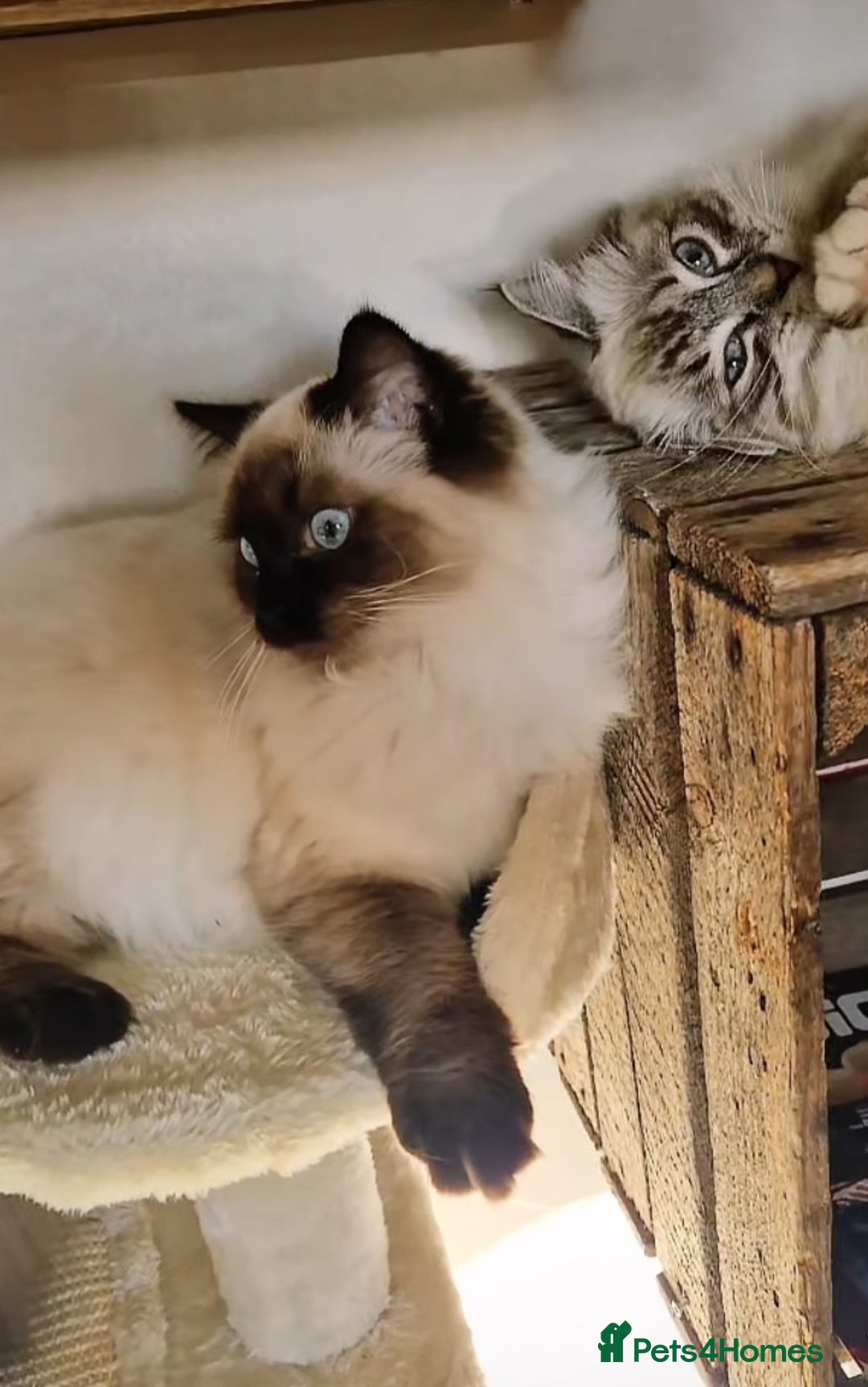 Ragdoll cats for sale: One gorgeous boy,  Luxury pedigree. - Image 32