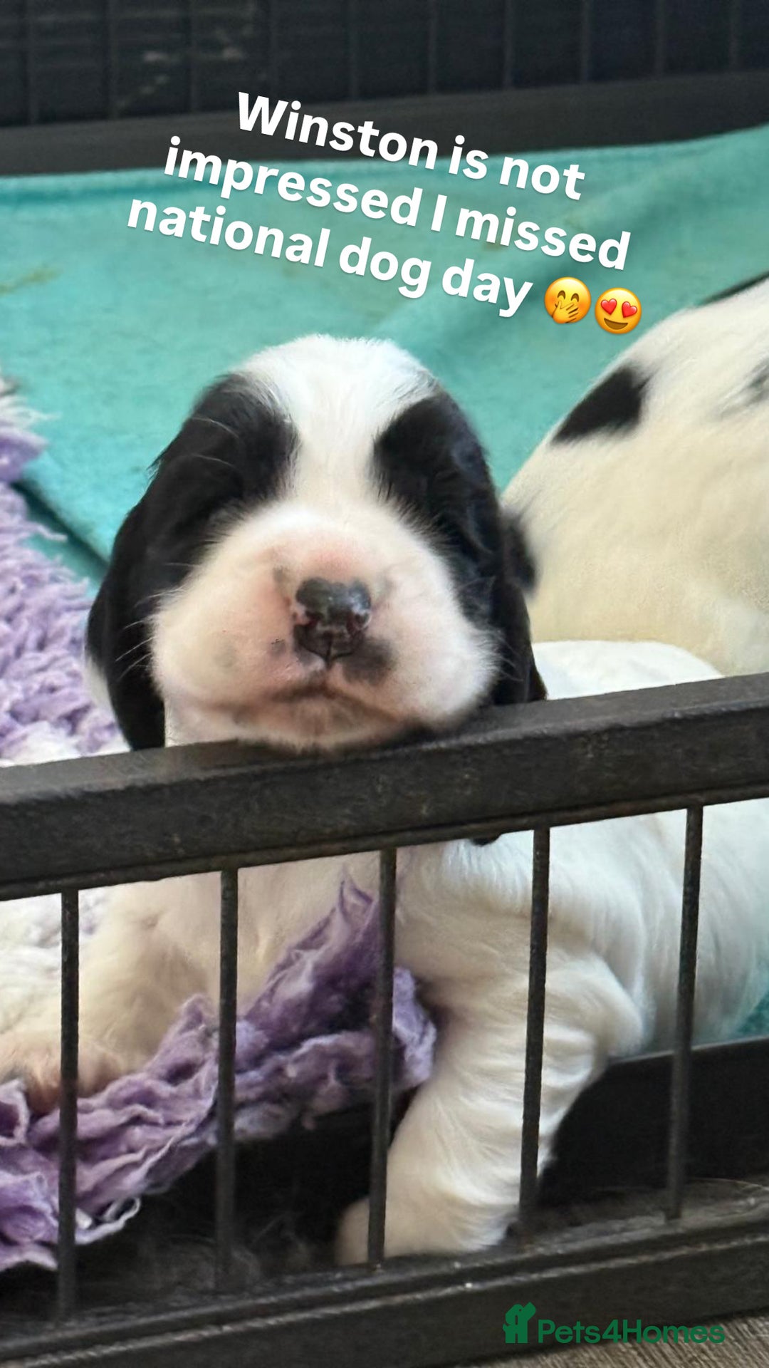 Cocker Spaniel dogs for sale: Gorgeous KC registered Show Cocker Spaniels - Image 7