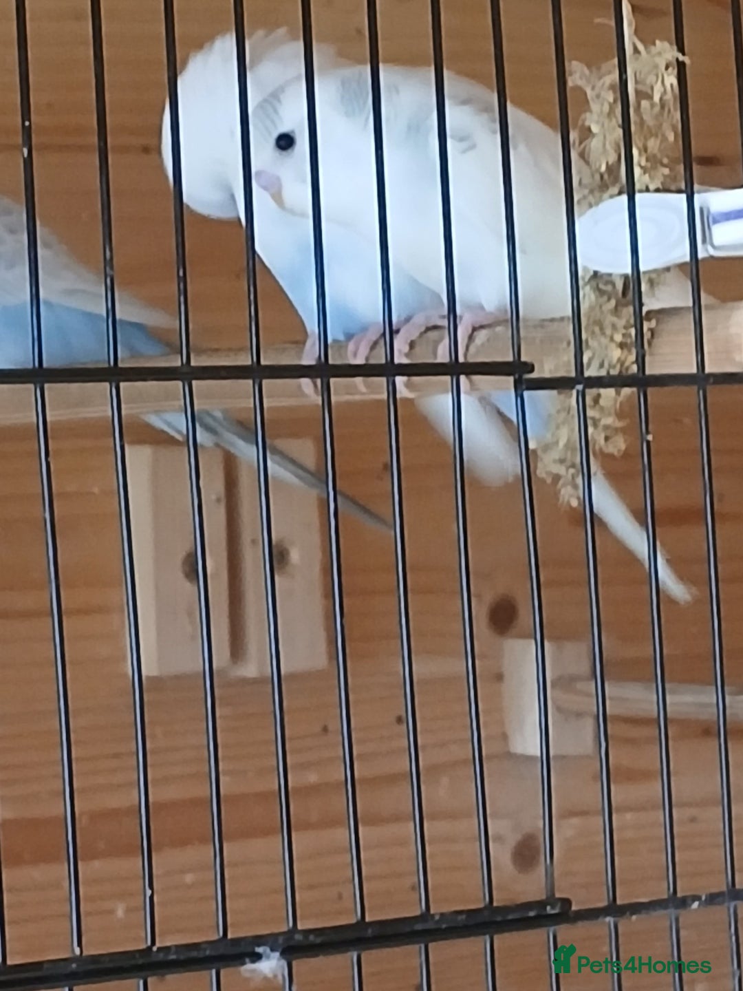 Budgerigars birds for sale: Beautiful baby budgies ready for rehoming - Image 5