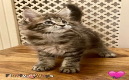 Maine Coon cats for sale: 🐾🦁 *TICA* MAINE COON KITTENS 🧬 DNA CLEAR 🦁🐾 - Image 24