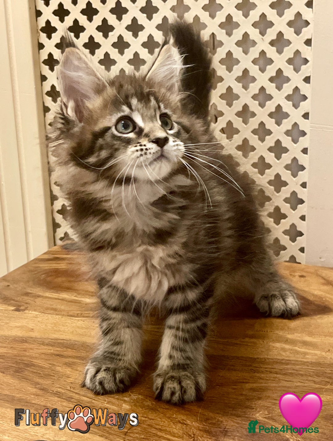 Maine Coon cats for sale: 🐾🦁 *TICA* MAINE COON KITTENS 🧬 DNA CLEAR 🦁🐾 - Image 24