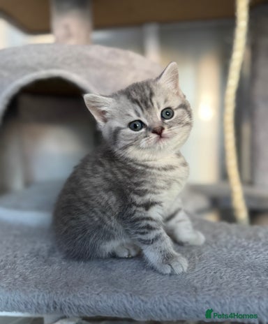 Free Kittens for sale | Pets4Homes
