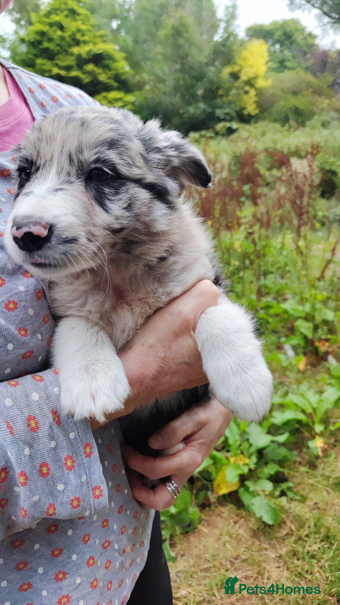 Border Collie dogs Border Collie Pups  - Advert 1