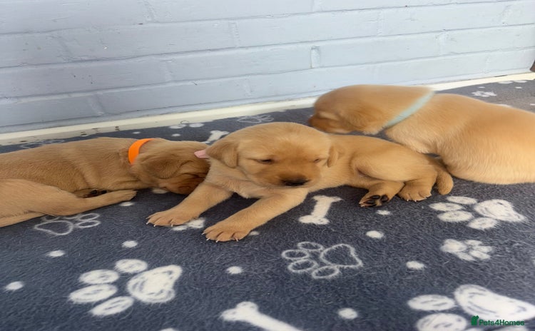 Labrador Retriever dogs - Advert 10