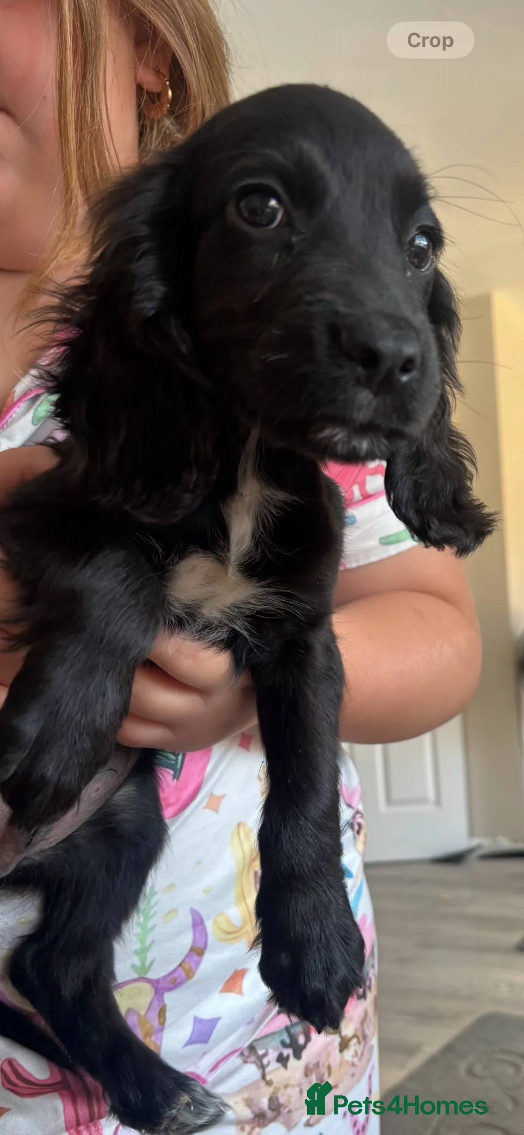Cocker Spaniel dogs for sale: Cocker spaniel boy  - Advert 1