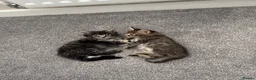Bengal cats for sale: Two beautiful kittens  in Carterton - Advert 1