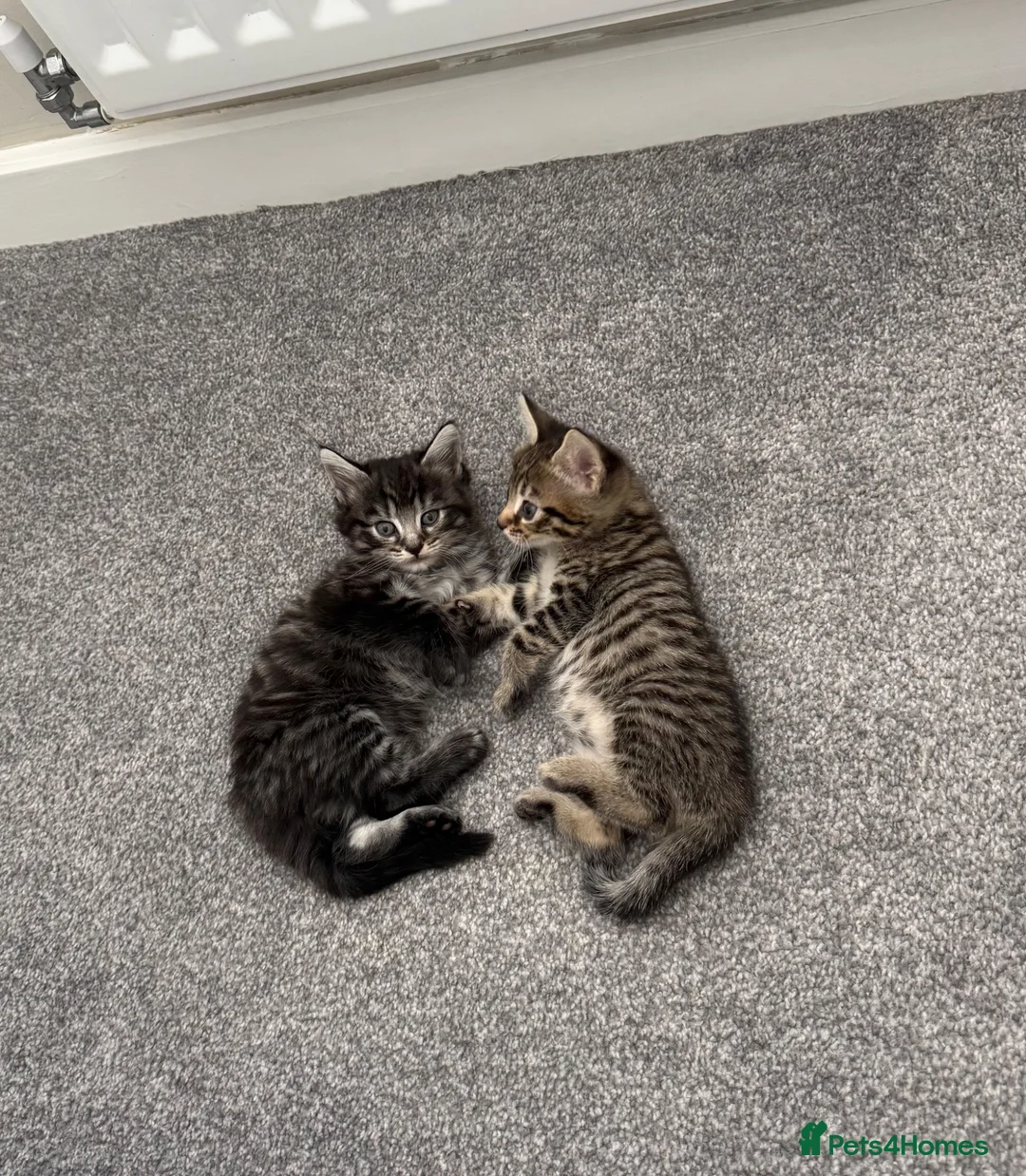 Bengal cats for sale: Two beautiful kittens  in Carterton - Advert 1