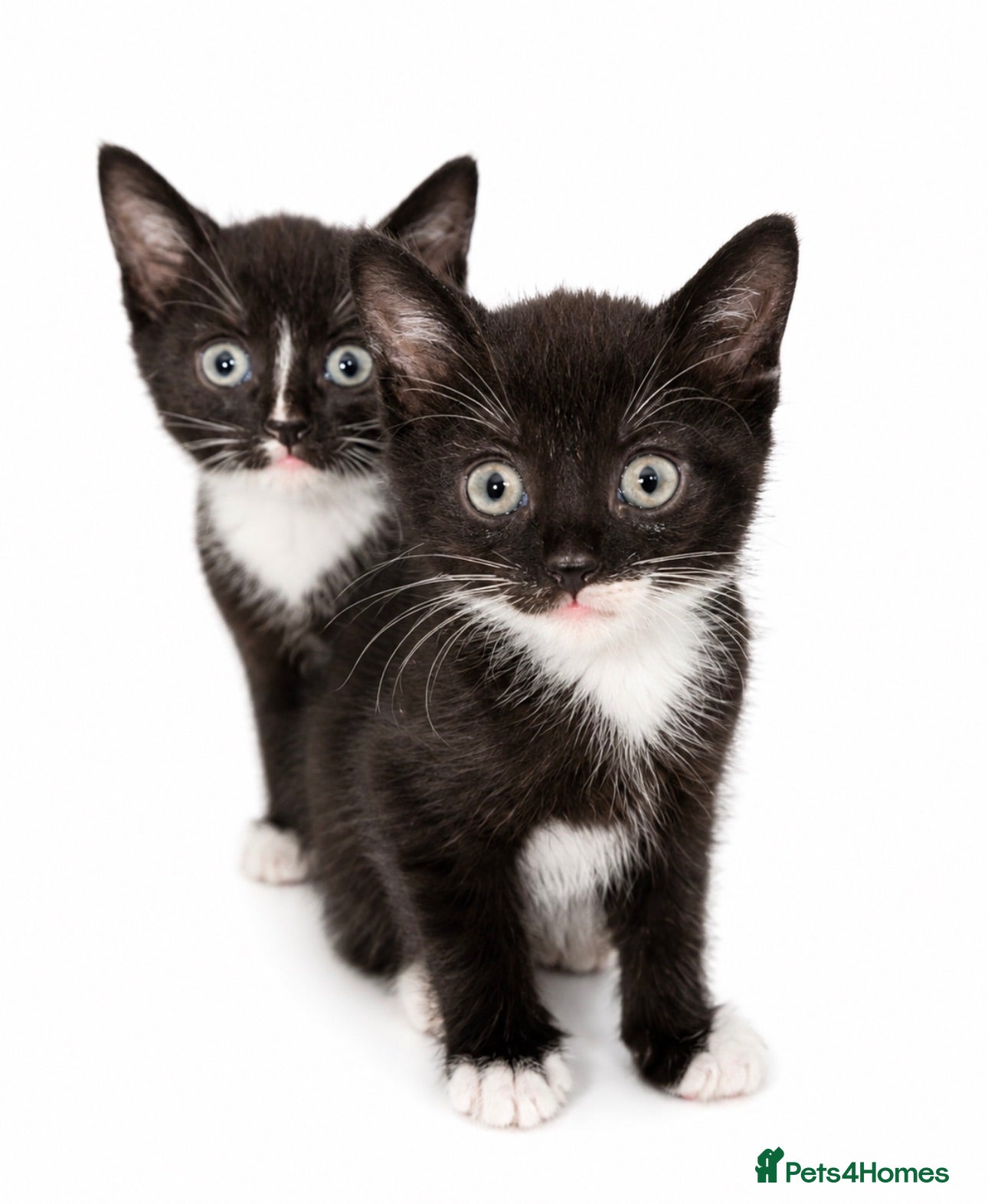 Russian Blue cats Gorgeous Russian Blue × Siamese Kittens - Advert 15