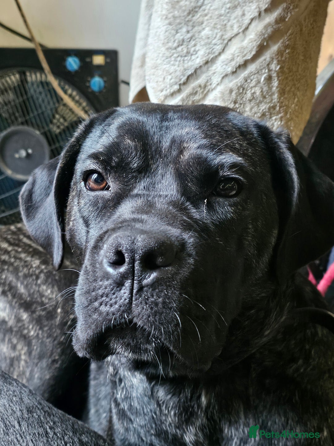 Cane Corso dogs for sale: Class Corsos  - Advert 3