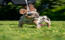 French Bulldog dogs for sale: 🐾Female Merle French bulldog💖 - Image 5
