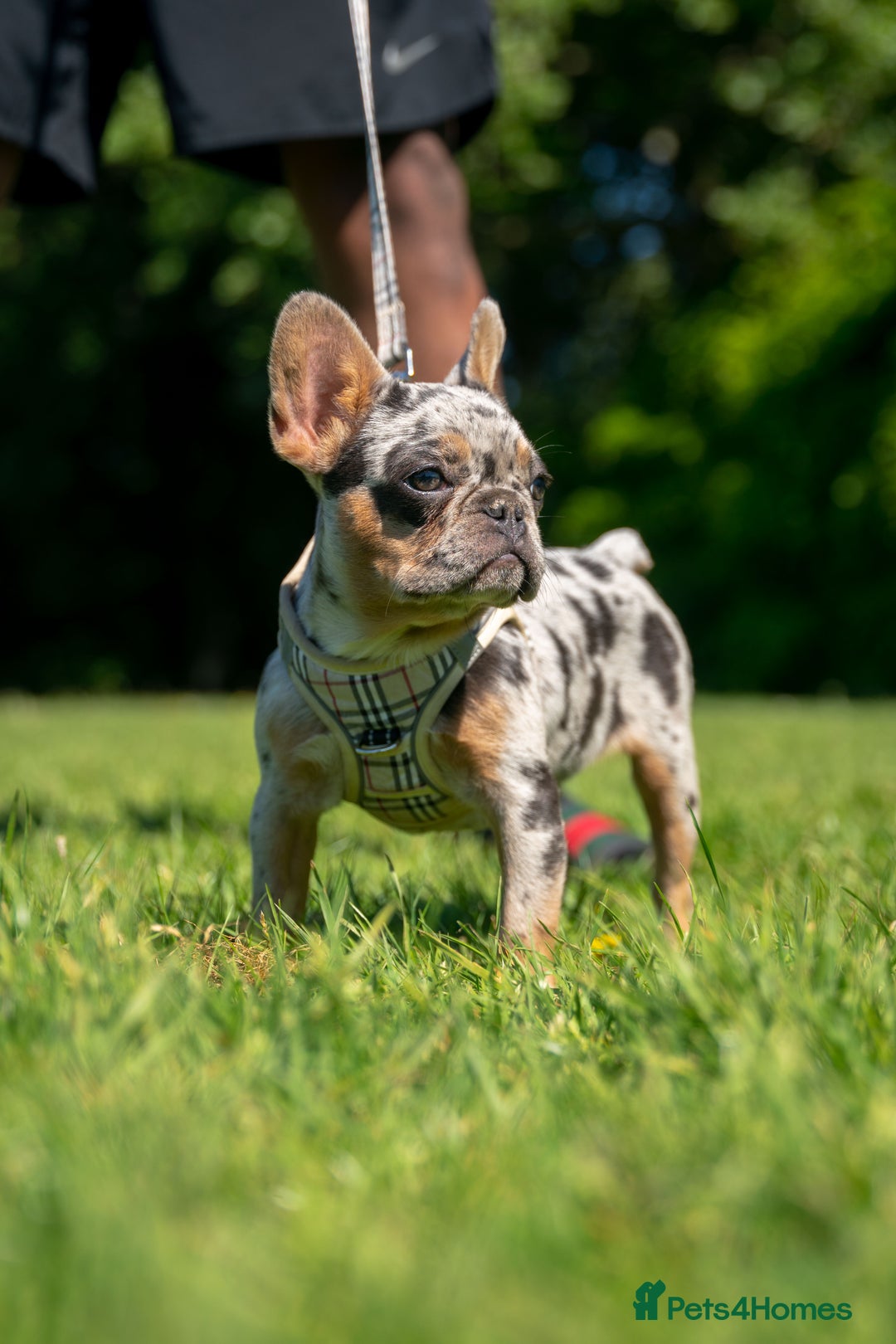 French Bulldog dogs for sale: 🐾Female Merle French bulldog💖 - Image 5