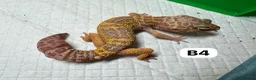 Leopard Gecko reptiles for sale: Available Rescue Looking for Their Forever Homes - Advert 8