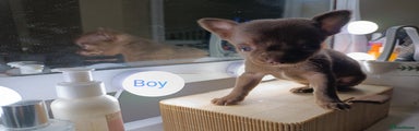 Chihuahua Puppy 1