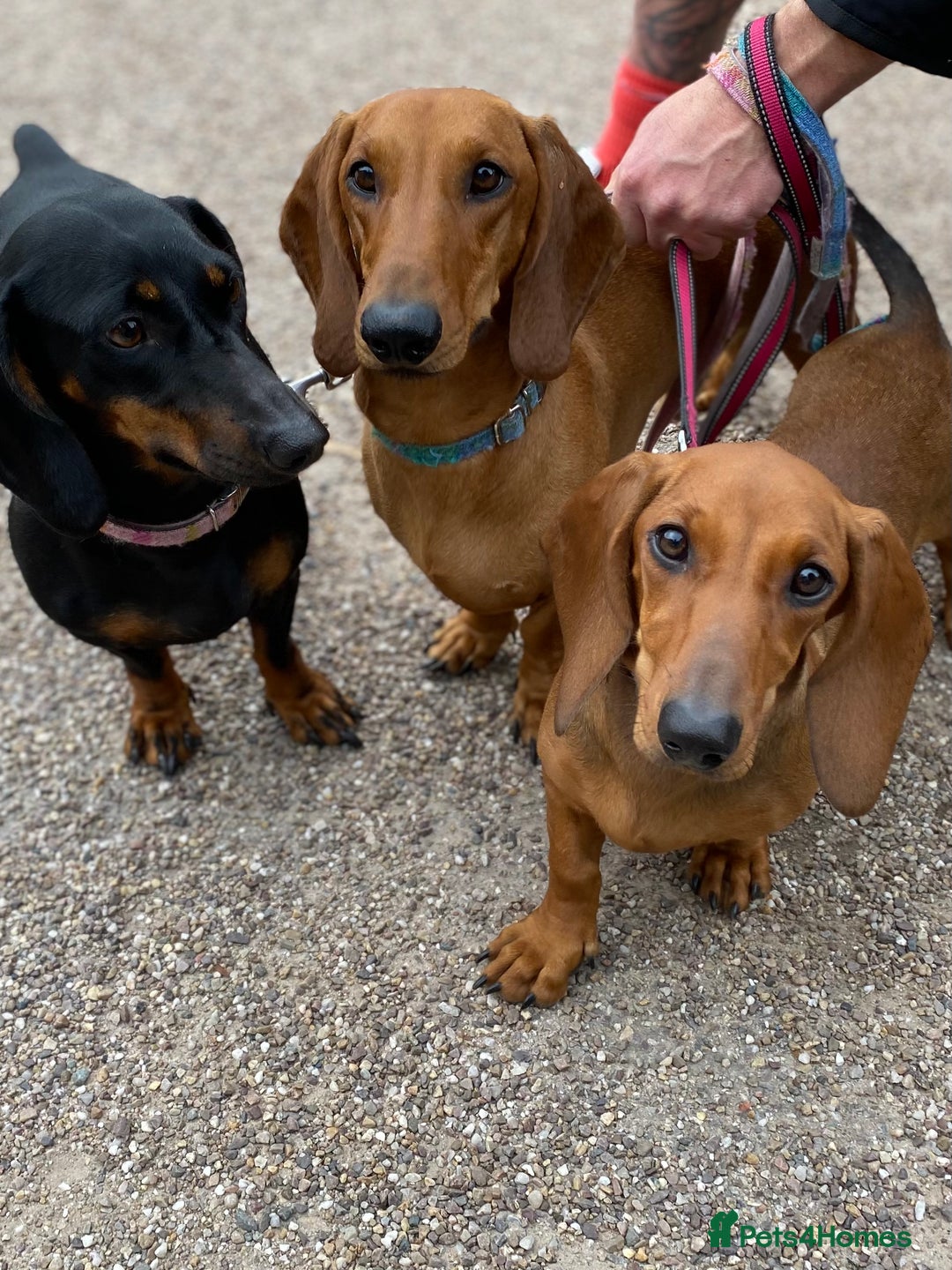 Dachshund dogs for sale: Beautiful smooth haired Dachshund puppies  - Image 6