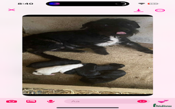 Patterjack dogs for sale: Adorable Girl Puppy Ready for Her Forever Home 🐾 - Image 5