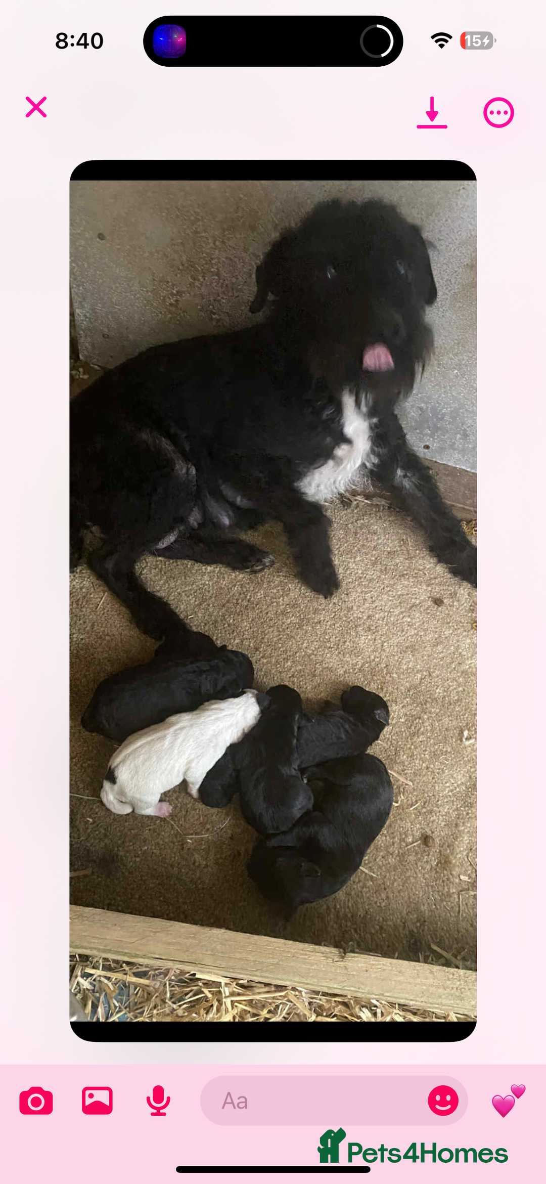 Patterjack dogs for sale: Adorable Girl Puppy Ready for Her Forever Home 🐾 - Image 5