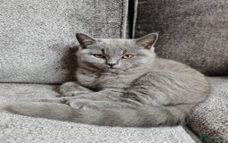 British Shorthair cats for sale: British shorthaired kittens for sale - Image 5
