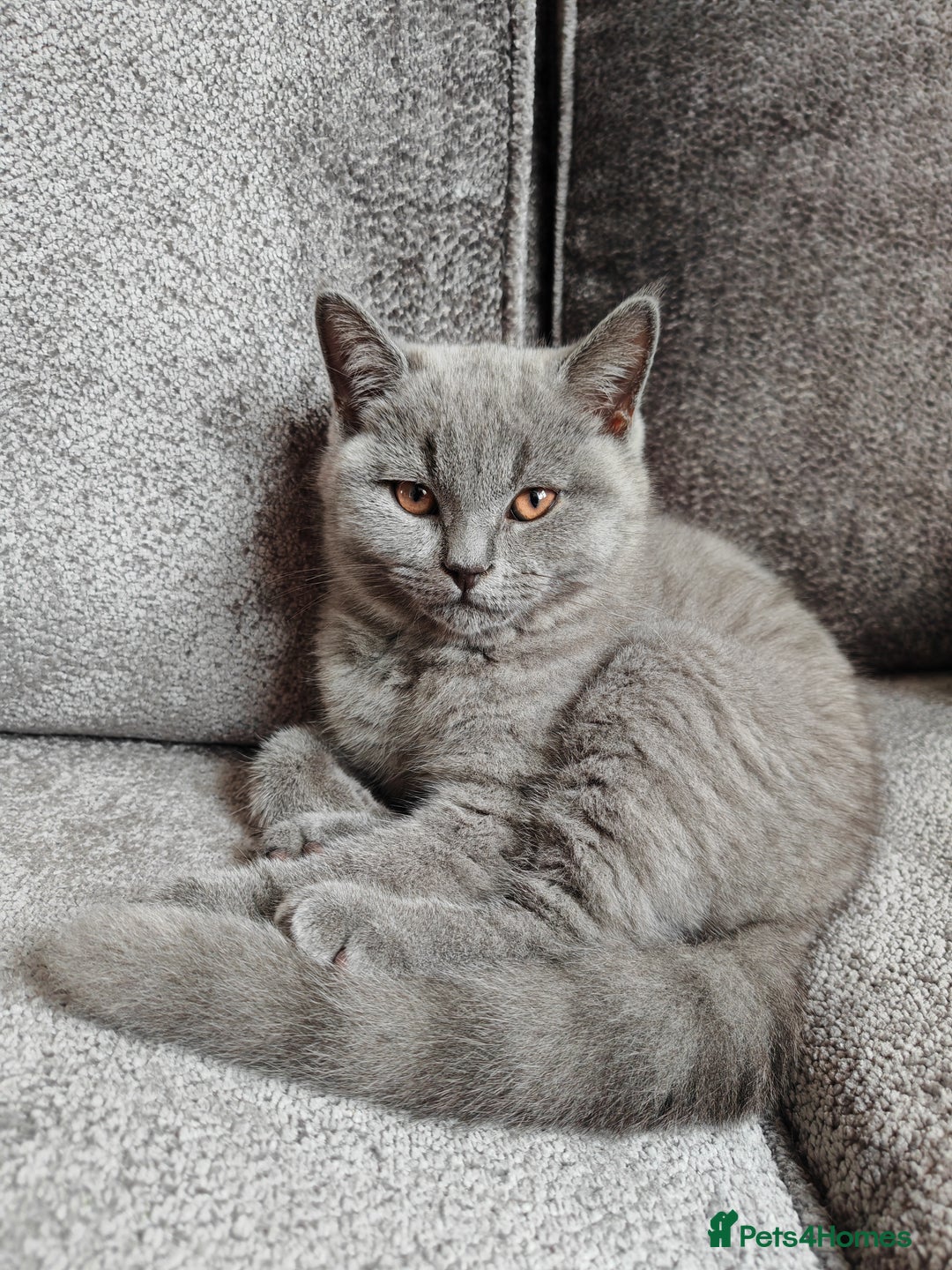 British Shorthair cats for sale: British shorthaired kittens for sale - Image 5