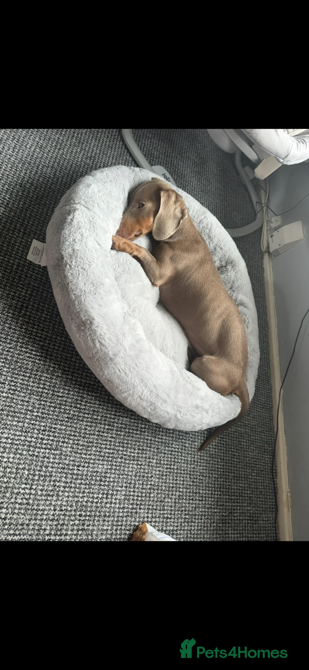 Dachshund dogs for sale: Dachshund  - Advert 2