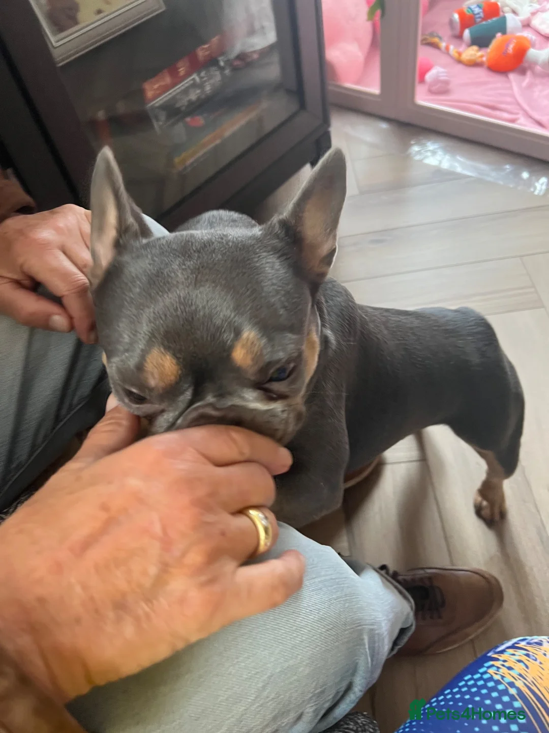 French Bulldog dogs for sale: I need a home for my 3 month pedigree boy Frankie in Benfleet - Advert 9
