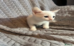 Russian Blue cats for sale: 6 beautiful kittens ❤️ - Image 10