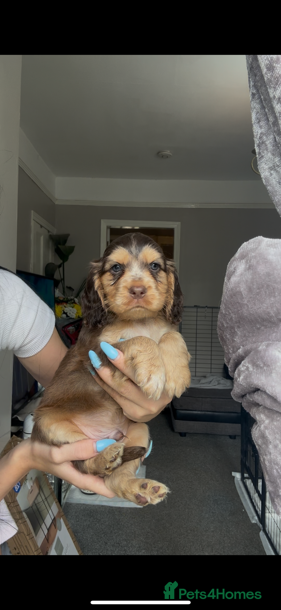 Cocker Spaniel dogs for sale: 7 beautiful chocolate sable cocker spaniels - Image 23