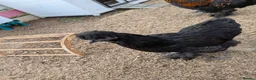 Chickens poultry for sale: Black Silkie chicken  - Advert 7