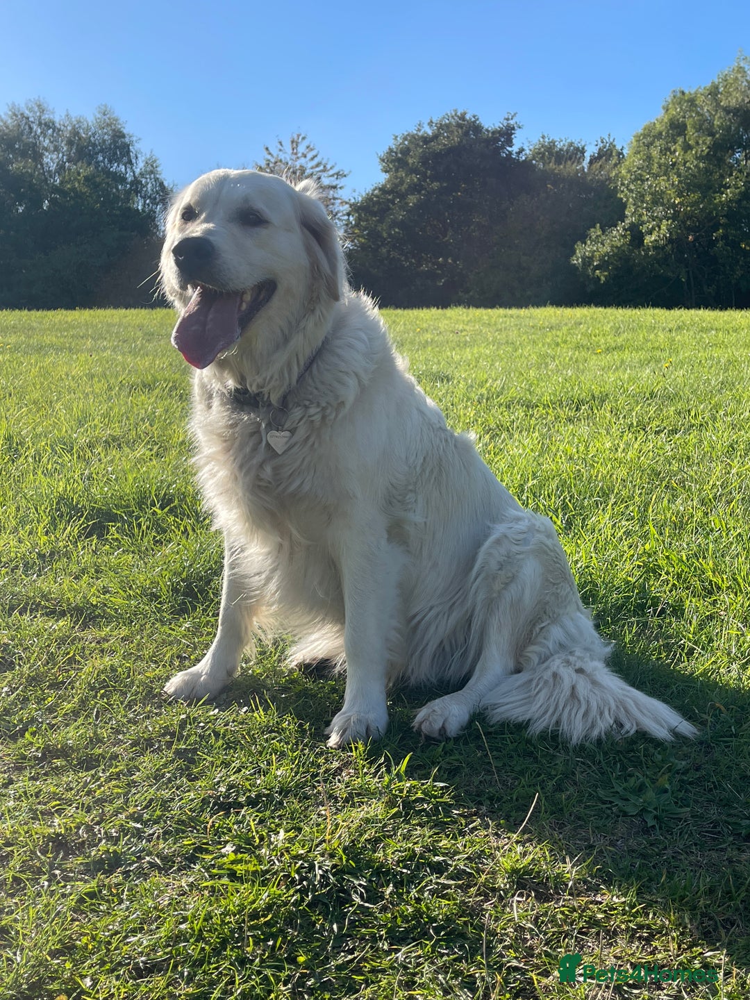 Golden Retriever dogs for sale: Perfectly Awesome Golden Retrievers  - Advert 14