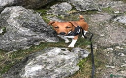 Plummer Terrier dogs for sale: Loving Plummer Terrier for Re Homing - Image 6