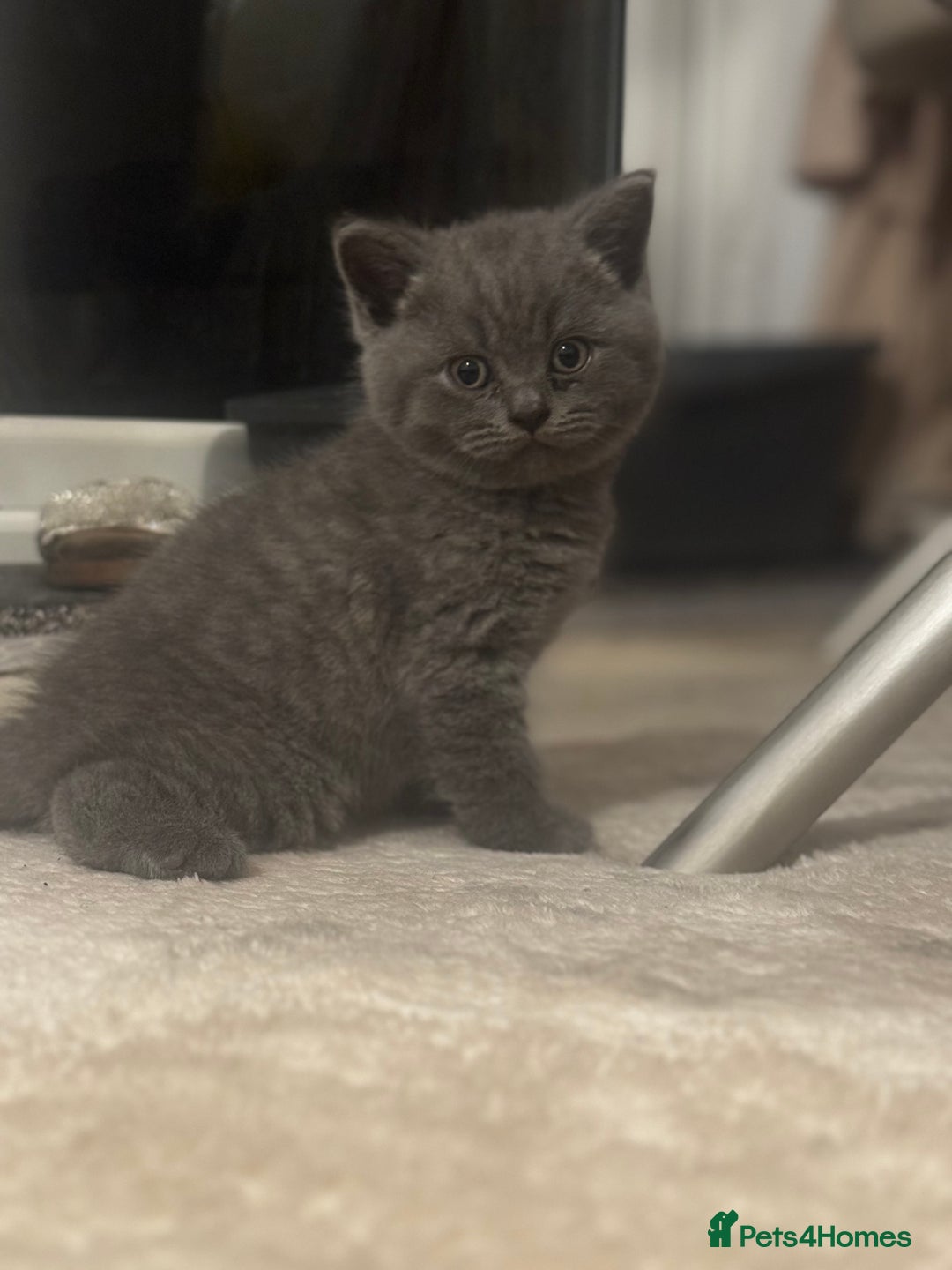 British Shorthair cats for sale: British short hair kittens - Advert 12