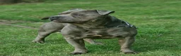 Staffordshire Bull Terrier dogs for sale: STUNNING Staffordshire bull terrier puppies in Birmingham - Advert 7