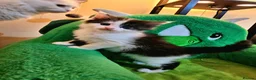 Mixed Breed cats for sale: Maine Coon Angora  - Advert 16