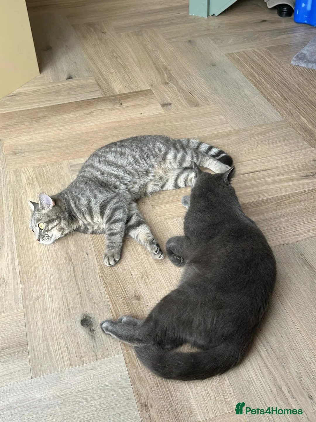 Mixed Breed cats for sale: Brothers looking for a new home in Bath - Advert 1