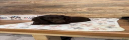 Miniature Dachshund dogs for sale: Gorgeous Miniature Dachshund puppies 4 sale London in London - Advert 9
