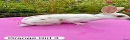 Rex rabbits for sale: Mini Rex Rabbits Mixed Colours Very Friendly  - Advert 11