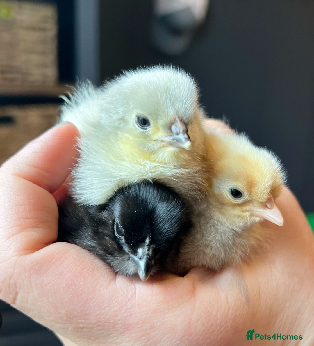 Chickens poultry for sale: Different breed chicks for pre-order - Image 1