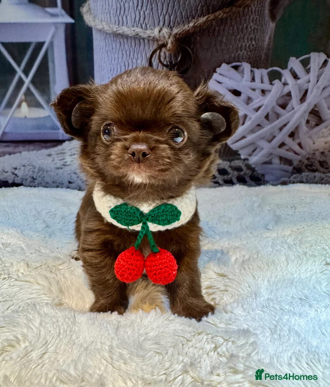 Chihuahua dogs for sale: 💙🤎Unique KC LC Chocolate Chihuahuas, 2 Boys🤎💙 - Advert 2