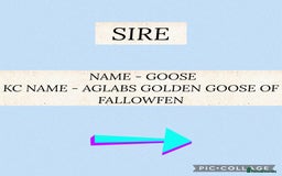 Golden Retriever dogs for sale: Perfect Golden Retriever Pups due 21st November!  - Image 2