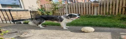 Border Collie dogs for stud: *proven* health tested working merle border collie in Leeds - Advert 19