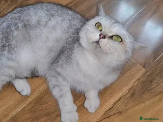 British Shorthair cats Beautiful Silver British Shorthair - Advert 5